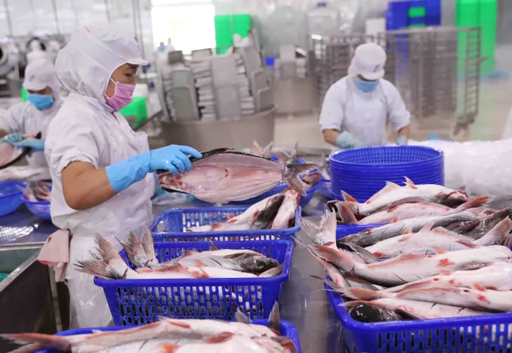 Nhiều rào cản xuất khẩu thủy sản sang Trung Quốc - Ảnh 1. Nhiều rào cản xuất khẩu thủy sản sang Trung Quốc - Ảnh 1.