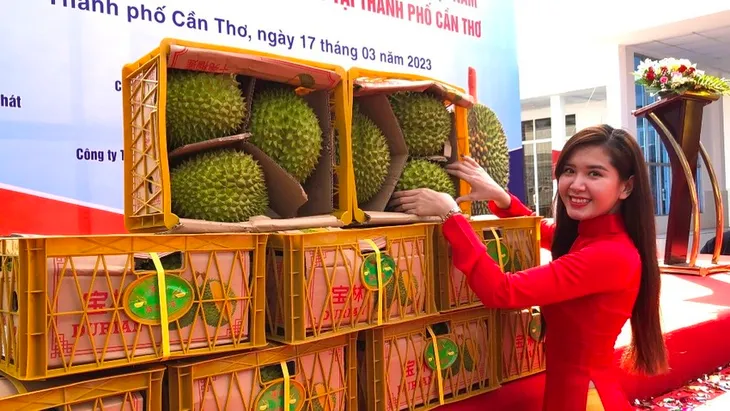 Cần Thơ xuất lô sầu riêng chính ngạch đầu tiên sang Trung Quốc - Ảnh 1. Cần Thơ xuất lô sầu riêng chính ngạch đầu tiên sang Trung Quốc - Ảnh 1.