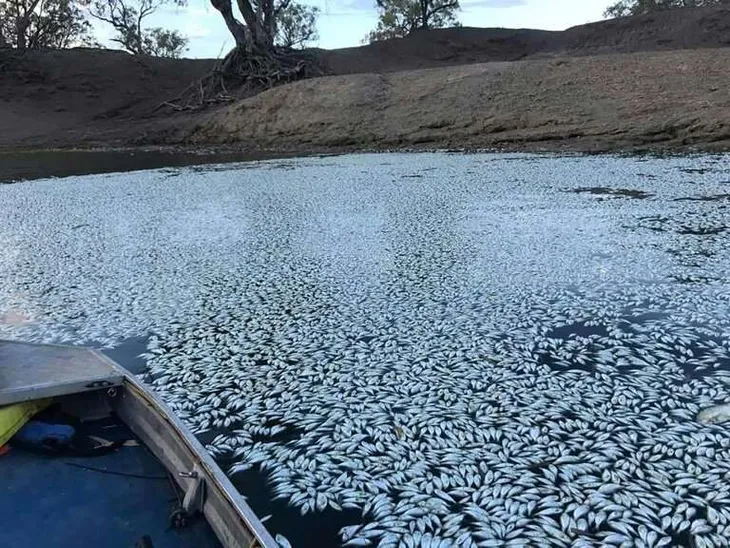 Nồng độ oxy hòa tan thấp khiến hàng triệu con cá sông chết hàng loạt tại Australia - Ảnh 1. Nồng độ oxy hòa tan thấp khiến hàng triệu con cá sông chết hàng loạt tại Australia - Ảnh 1.