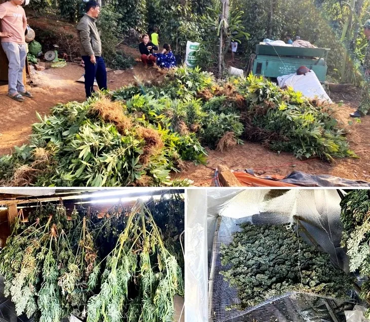 Phát hiện hơn 500 cây cần sa trồng trong nương rẫy - Ảnh 1. Phát hiện hơn 500 cây cần sa trồng trong nương rẫy - Ảnh 1.