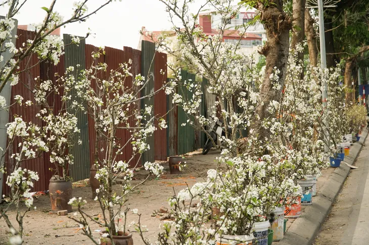 Nhộn nhịp thị trường săn hoa lê rừng xuống phố của người Hà Nội - Ảnh 1. Nhộn nhịp thị trường săn hoa lê rừng xuống phố của người Hà Nội - Ảnh 1.