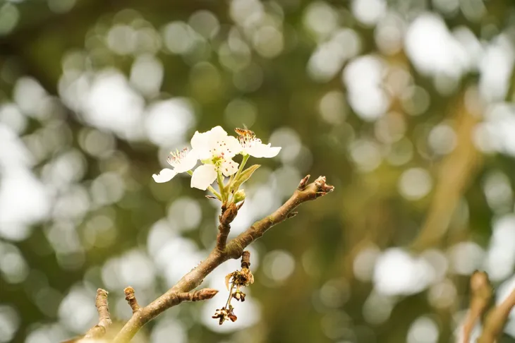 Nhộn nhịp thị trường săn hoa lê rừng xuống phố của người Hà Nội - Ảnh 3. Nhộn nhịp thị trường săn hoa lê rừng xuống phố của người Hà Nội - Ảnh 3.
