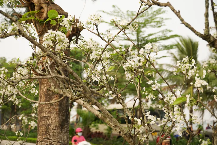 Nhộn nhịp thị trường săn hoa lê rừng xuống phố của người Hà Nội - Ảnh 5. Nhộn nhịp thị trường săn hoa lê rừng xuống phố của người Hà Nội - Ảnh 5.