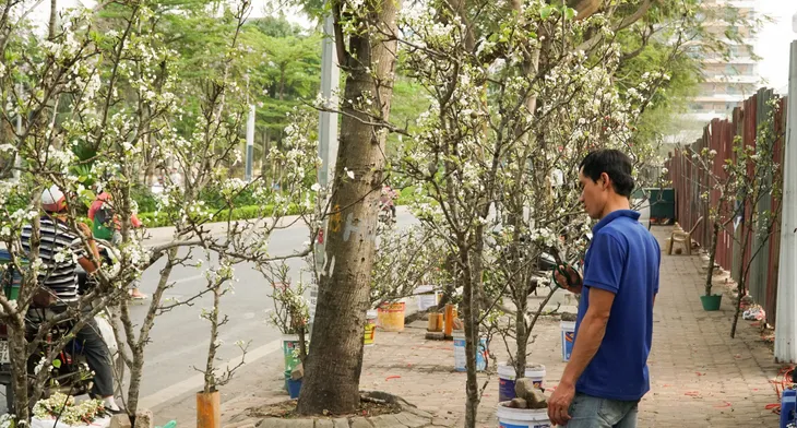 Nhộn nhịp thị trường săn hoa lê rừng xuống phố của người Hà Nội - Ảnh 6. Nhộn nhịp thị trường săn hoa lê rừng xuống phố của người Hà Nội - Ảnh 6.