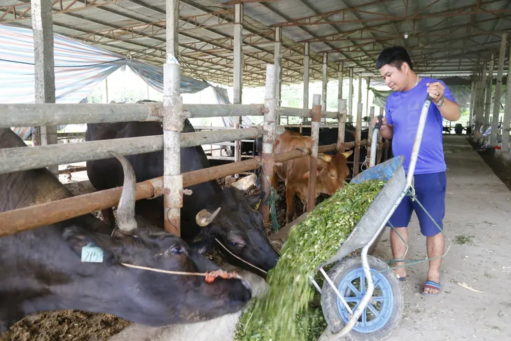 Đưa cơ sở chăn nuôi ra khỏi khu dân cư: Cuộc đại di dời của ngành nông nghiệp - Ảnh 3. Đưa cơ sở chăn nuôi ra khỏi khu dân cư: Cuộc đại di dời của ngành nông nghiệp - Ảnh 3.
