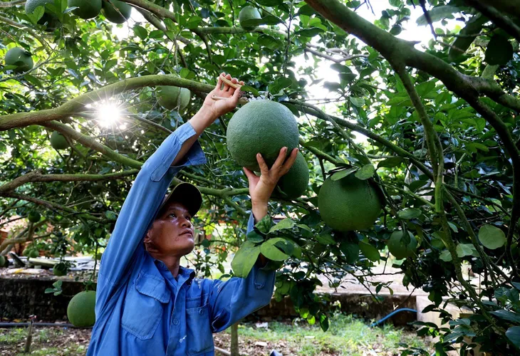 Địa phương chủ động cấp mã số vùng trồng, cơ sở đóng gói - Ảnh 1. Địa phương chủ động cấp mã số vùng trồng, cơ sở đóng gói - Ảnh 1.
