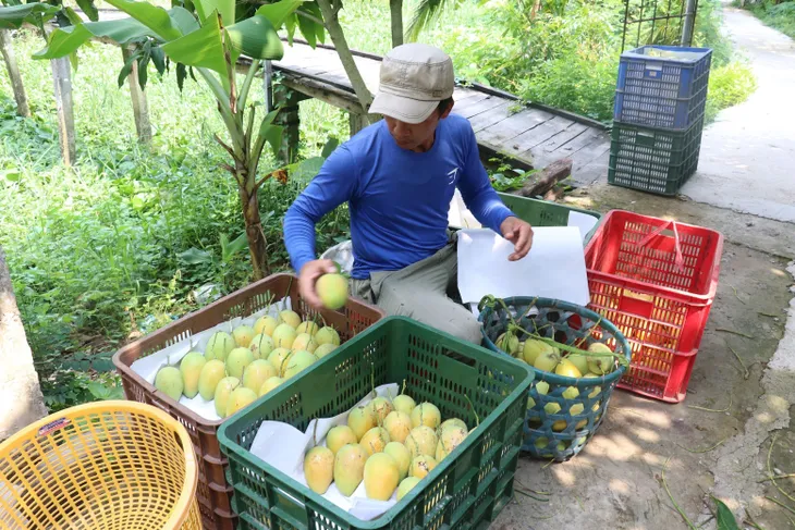 Tiền Giang thúc đẩy tiêu thụ xoài cát Hòa Lộc - Ảnh 1. Tiền Giang thúc đẩy tiêu thụ xoài cát Hòa Lộc - Ảnh 1.