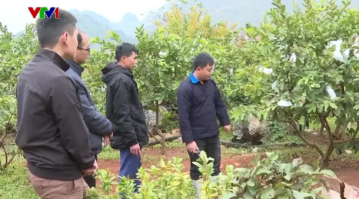 Thoát nghèo từ cải tạo vườn tạp - Ảnh 1. Thoát nghèo từ cải tạo vườn tạp - Ảnh 1.