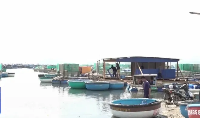 Hàng chục người nuôi tôm hùm bị quỵt nợ - Ảnh 1. Hàng chục người nuôi tôm hùm bị quỵt nợ - Ảnh 1.
