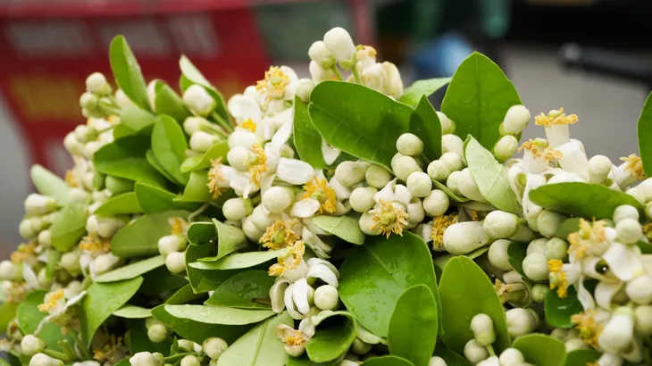 Duyên dáng hoa bưởi về trên phố phường Hà Nội - Ảnh 1. Duyên dáng hoa bưởi về trên phố phường Hà Nội - Ảnh 1.