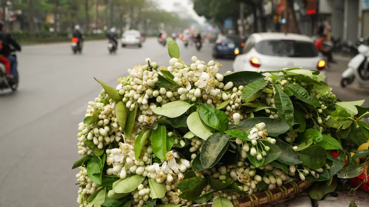 Duyên dáng hoa bưởi về trên phố phường Hà Nội - Ảnh 4. Duyên dáng hoa bưởi về trên phố phường Hà Nội - Ảnh 4.