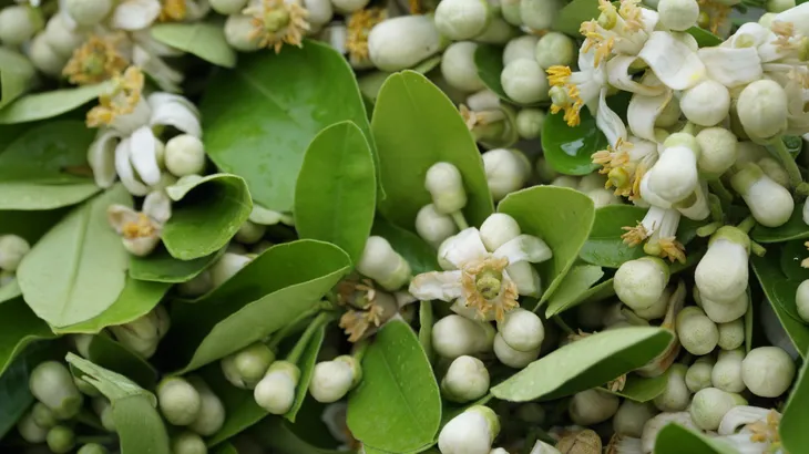 Duyên dáng hoa bưởi về trên phố phường Hà Nội - Ảnh 6. Duyên dáng hoa bưởi về trên phố phường Hà Nội - Ảnh 6.