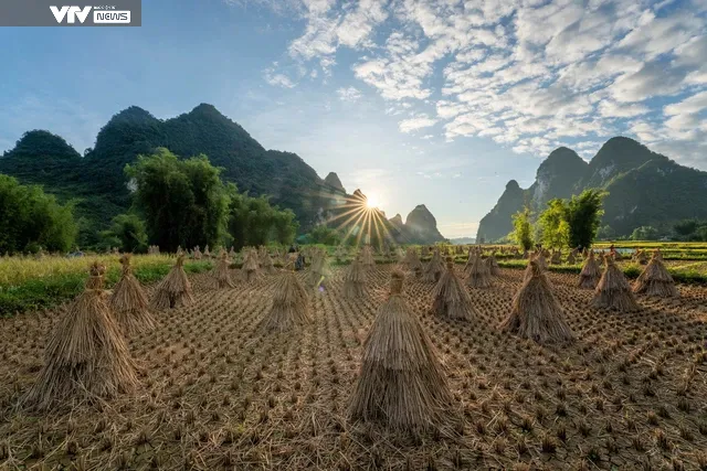 Ngỡ ngàng vẻ đẹp mùa lúa chín tại Trùng Khánh, Cao Bằng - Ảnh 6. Ngỡ ngàng vẻ đẹp mùa lúa chín tại Trùng Khánh, Cao Bằng - Ảnh 6.