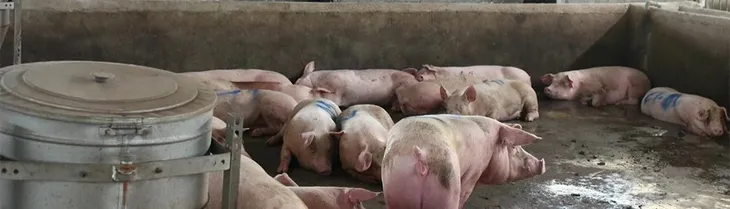 Giá heo giảm kèm lo ngại dịch khiến nhiều người chăn nuôi chưa dám tái đàn - Ảnh 1. Giá heo giảm kèm lo ngại dịch khiến nhiều người chăn nuôi chưa dám tái đàn - Ảnh 1.