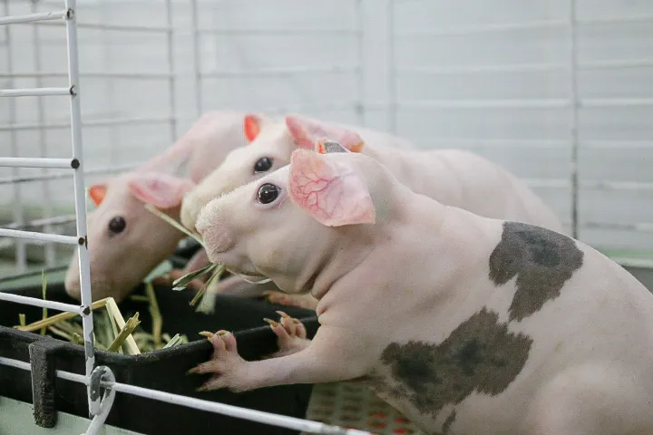 Giới trẻ chi tiền triệu để nuôi hà mã mini làm thú cưng - Ảnh 5. Giới trẻ chi tiền triệu để nuôi hà mã mini làm thú cưng - Ảnh 5.