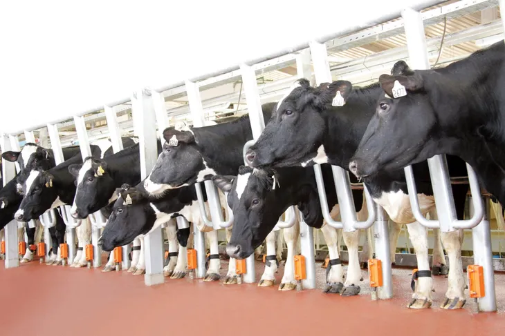 TH true MILK nhận giải thưởng Trang trại chăn nuôi bò sữa tốt nhất Việt Nam - Ảnh 1. TH true MILK nhận giải thưởng Trang trại chăn nuôi bò sữa tốt nhất Việt Nam - Ảnh 1.