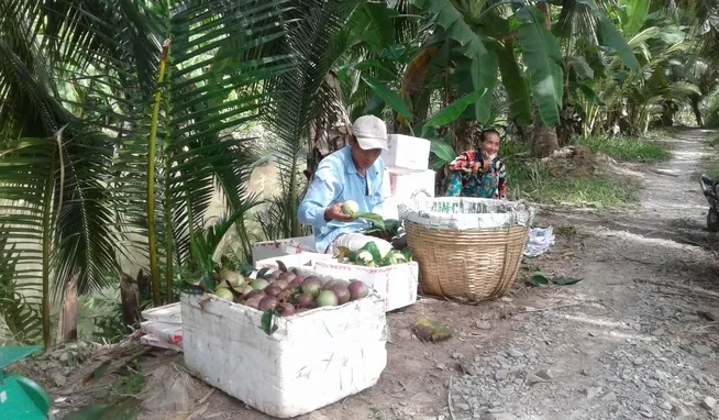 Vú sữa chưa thu hoạch đã bán xong - Ảnh 1. Vú sữa chưa thu hoạch đã bán xong - Ảnh 1.