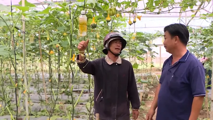 Những vườn bí ngô thú vị ở Lâm Đồng - Ảnh 1. Những vườn bí ngô thú vị ở Lâm Đồng - Ảnh 1.