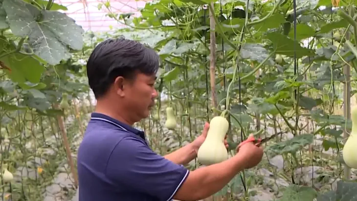 Những vườn bí ngô thú vị ở Lâm Đồng - Ảnh 6. Những vườn bí ngô thú vị ở Lâm Đồng - Ảnh 6.