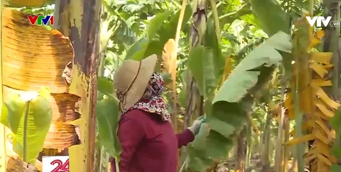 Hàng loạt vườn chuối bị táp lá bất thường - Ảnh 1. Hàng loạt vườn chuối bị táp lá bất thường - Ảnh 1.