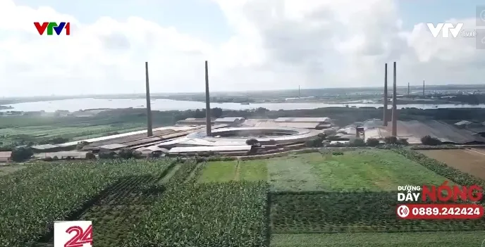 Hàng loạt vườn chuối bị táp lá bất thường - Ảnh 2. Hàng loạt vườn chuối bị táp lá bất thường - Ảnh 2.