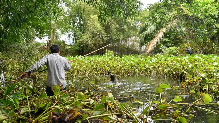 Cá sấu xổng chuồng ở Kiên Giang: Đề xuất thanh lý cả đàn - Ảnh 2. Cá sấu xổng chuồng ở Kiên Giang: Đề xuất thanh lý cả đàn - Ảnh 2.