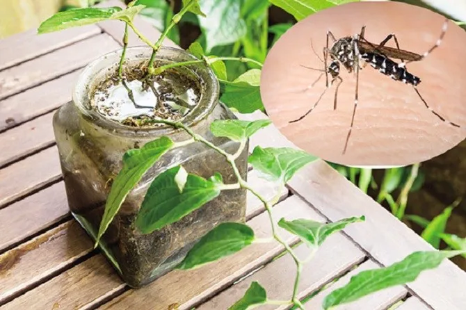 Hà Nội: Dịch sốt xuất huyết có thể tăng mạnh nếu người dân chủ quan - Ảnh 1. Hà Nội: Dịch sốt xuất huyết có thể tăng mạnh nếu người dân chủ quan - Ảnh 1.