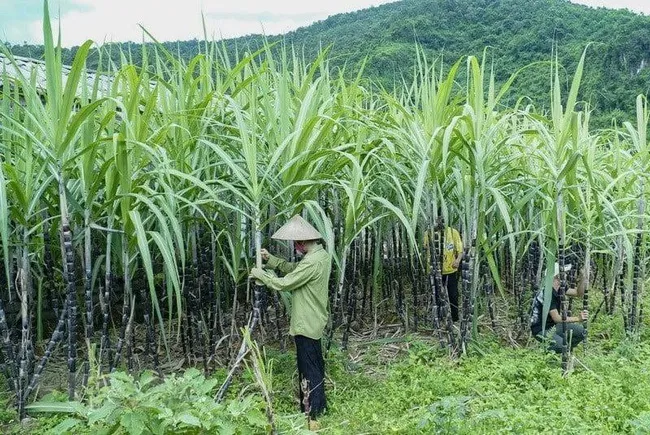 Giá mía đường liên tục tăng cao - Ảnh 2. Giá mía đường liên tục tăng cao - Ảnh 2.