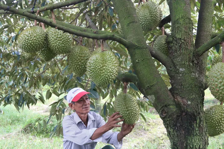 Liên kết tiêu thụ sầu riêng còn lỏng lẻo - Ảnh 2. Liên kết tiêu thụ sầu riêng còn lỏng lẻo - Ảnh 2.