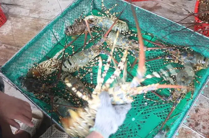 Xuất khẩu tôm hùm gặp khó do yêu cầu chính ngạch - Ảnh 1. Xuất khẩu tôm hùm gặp khó do yêu cầu chính ngạch - Ảnh 1.