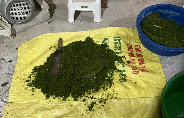 Phát hiện hộ kinh doanh gạo Séng cù xanh nhuộm từ lá dứa - Ảnh 1.