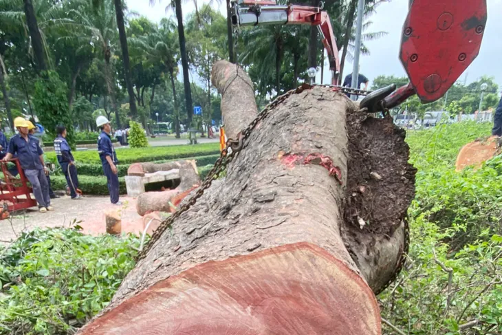 Đốn hạ cây sọ khỉ gần 100 năm tuổi ở TP Hồ Chí Minh - Ảnh 1. Đốn hạ cây sọ khỉ gần 100 năm tuổi ở TP Hồ Chí Minh - Ảnh 1.