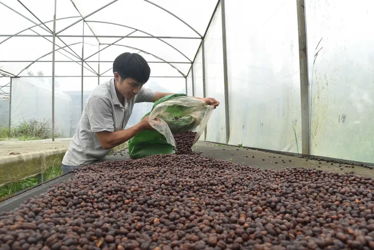 Giá cà phê đầu vụ tăng cao - Ảnh 1. Giá cà phê đầu vụ tăng cao - Ảnh 1.