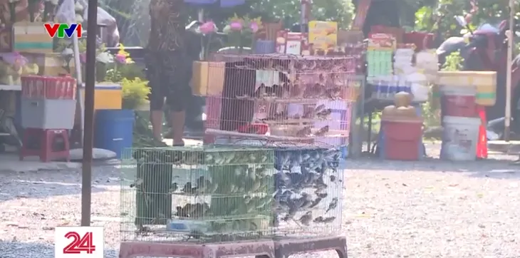 TP Hồ Chí Minh: Chim phóng sinh bày bán tràn lan - Ảnh 3. TP Hồ Chí Minh: Chim phóng sinh bày bán tràn lan - Ảnh 3.