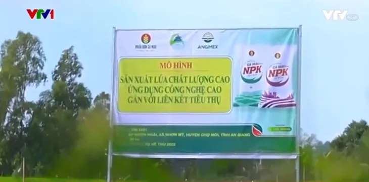 Liên kết sản xuất lúa chất lượng cao gắn với tiêu thụ - Ảnh 2. Liên kết sản xuất lúa chất lượng cao gắn với tiêu thụ - Ảnh 2.