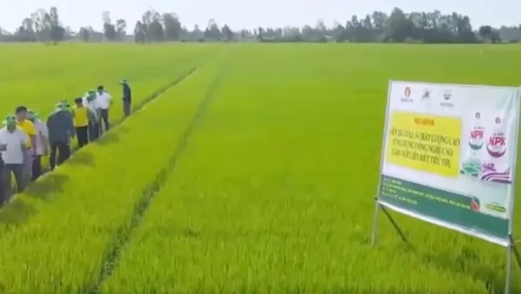 Liên kết sản xuất lúa chất lượng cao gắn với tiêu thụ - Ảnh 1. Liên kết sản xuất lúa chất lượng cao gắn với tiêu thụ - Ảnh 1.