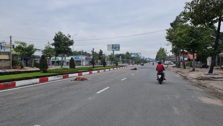 Tai nạn rình rập từ gia súc thả rông ngoài đường - Ảnh 3. Tai nạn rình rập từ gia súc thả rông ngoài đường - Ảnh 3.