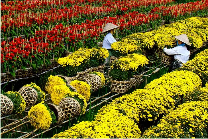 Giảm giá sâu, hoa Tết vẫn ế - Ảnh 1. Giảm giá sâu, hoa Tết vẫn ế - Ảnh 1.