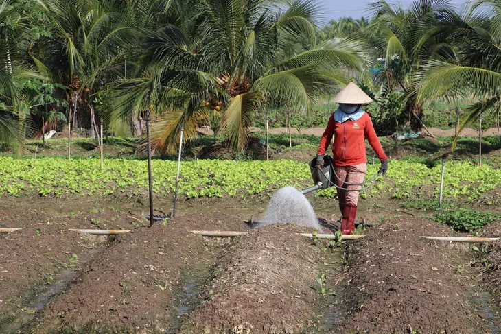 Tham gia BHXH tự nguyện, nông dân cũng có lương hưu - Ảnh 1. Tham gia BHXH tự nguyện, nông dân cũng có lương hưu - Ảnh 1.