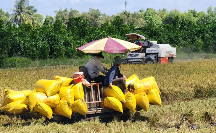 Ngành lúa gạo chuyển hướng đi - Ảnh 1. Ngành lúa gạo chuyển hướng đi - Ảnh 1.