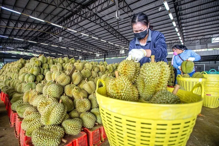 Xuất khẩu sang Trung Quốc đạt gần 156 tỷ USD - Ảnh 1. Xuất khẩu sang Trung Quốc đạt gần 156 tỷ USD - Ảnh 1.