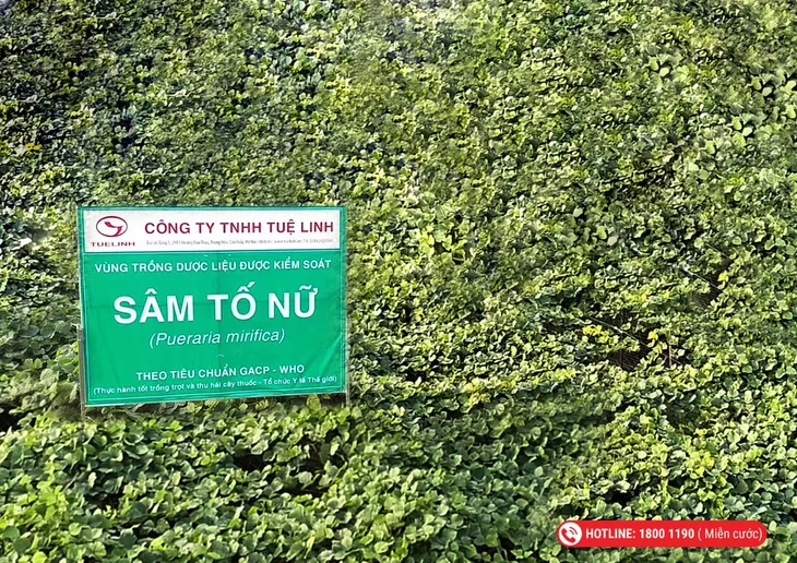 Top 5 dược liệu giúp cho phụ nữ tiền, mãn kinh - Ảnh 2. Top 5 dược liệu giúp cho phụ nữ tiền, mãn kinh - Ảnh 2.