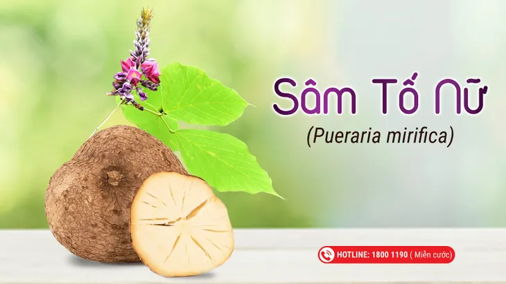 Top 5 dược liệu giúp cho phụ nữ tiền, mãn kinh - Ảnh 1. Top 5 dược liệu giúp cho phụ nữ tiền, mãn kinh - Ảnh 1.