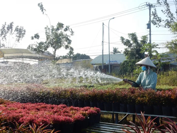 Festival - Cơ hội tiêu thụ hoa kiểng - Ảnh 2. Festival - Cơ hội tiêu thụ hoa kiểng - Ảnh 2.