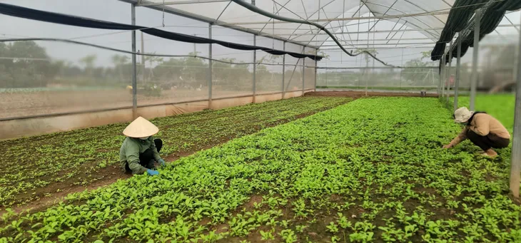 Giá rau thấp, người trồng không có lãi - Ảnh 1. Giá rau thấp, người trồng không có lãi - Ảnh 1.