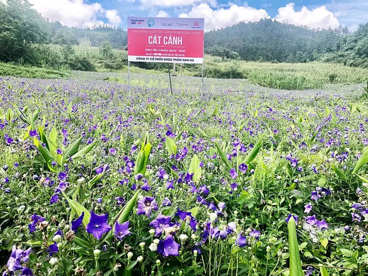 Bổ Phế Nam Hà - tinh hoa giữa y học cổ truyền và công nghệ y học hiện đại - Ảnh 3. Bổ Phế Nam Hà - tinh hoa giữa y học cổ truyền và công nghệ y học hiện đại - Ảnh 3.