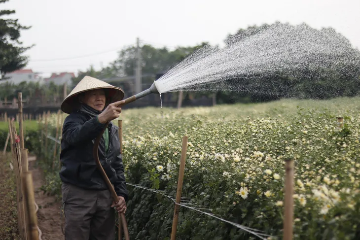 Người dân làng hoa Tây Tựu đánh cược vụ Tết vì giá lạnh - Ảnh 3.
