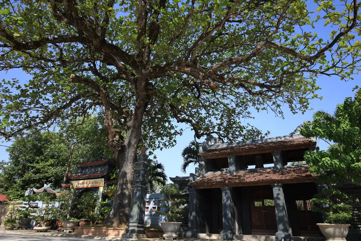 Chiêm ngưỡng 2 cây di sản hàng trăm tuổi ở chùa Hưng Long - Ảnh 2. Chiêm ngưỡng 2 cây di sản hàng trăm tuổi ở chùa Hưng Long - Ảnh 2.