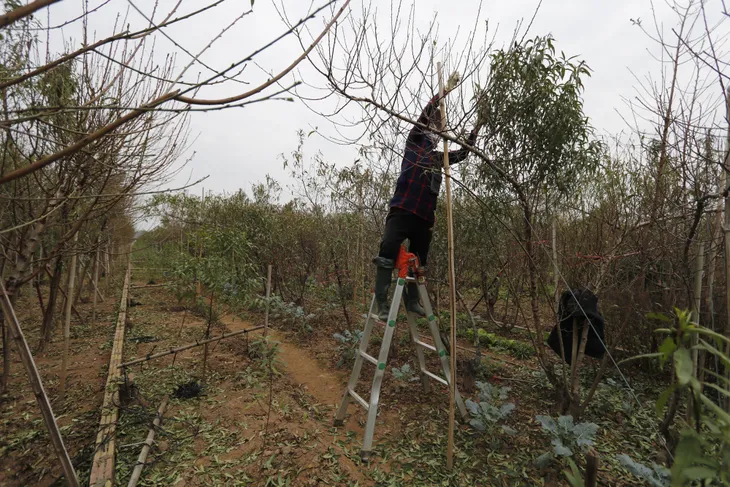 Làng đào Nhật Tân thay áo mới chờ khoe sắc dịp Tết - Ảnh 5. Làng đào Nhật Tân thay áo mới chờ khoe sắc dịp Tết - Ảnh 5.