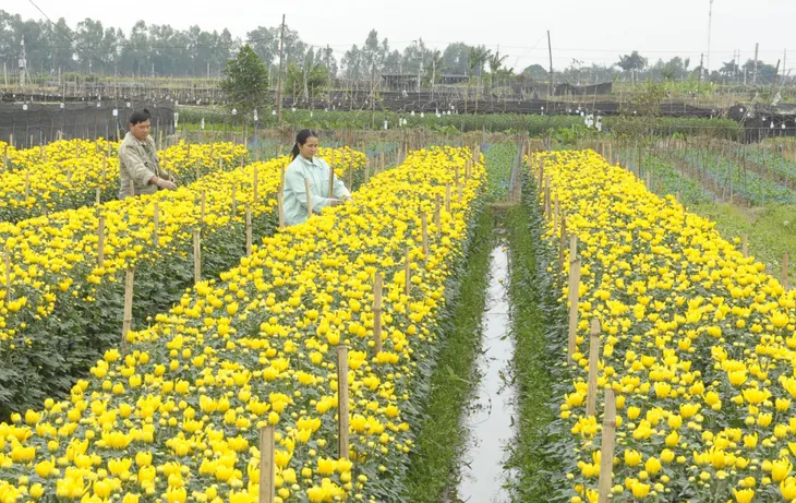 Nhà vườn tất bật vụ hoa Tết, dự báo giá ổn định - Ảnh 1. Nhà vườn tất bật vụ hoa Tết, dự báo giá ổn định - Ảnh 1.